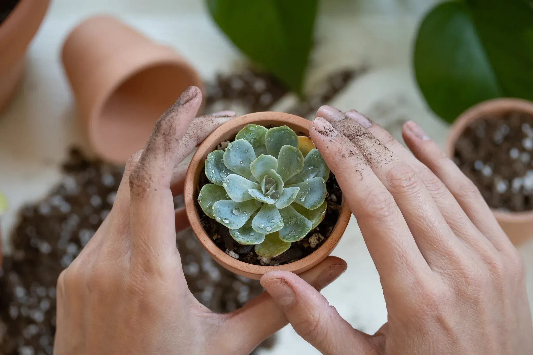多肉植物 おすすめ 初心者必見！プロが教える【驚くほど簡単】な育て方